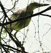 Indian Pond Heron