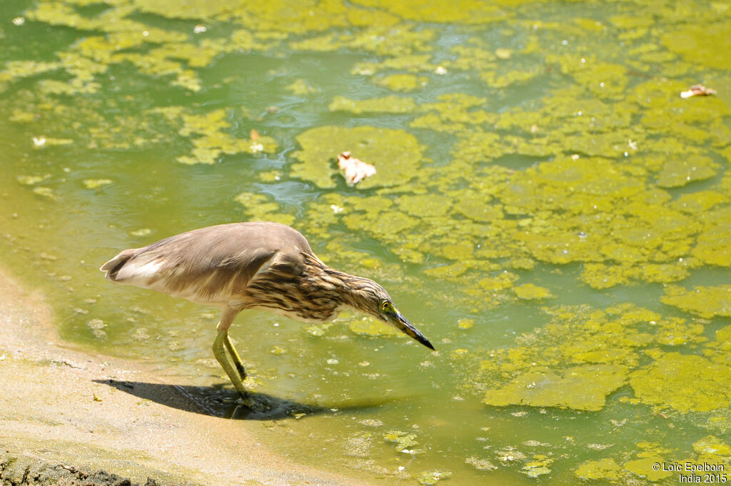 Indian Pond Heron