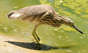 Indian Pond Heron