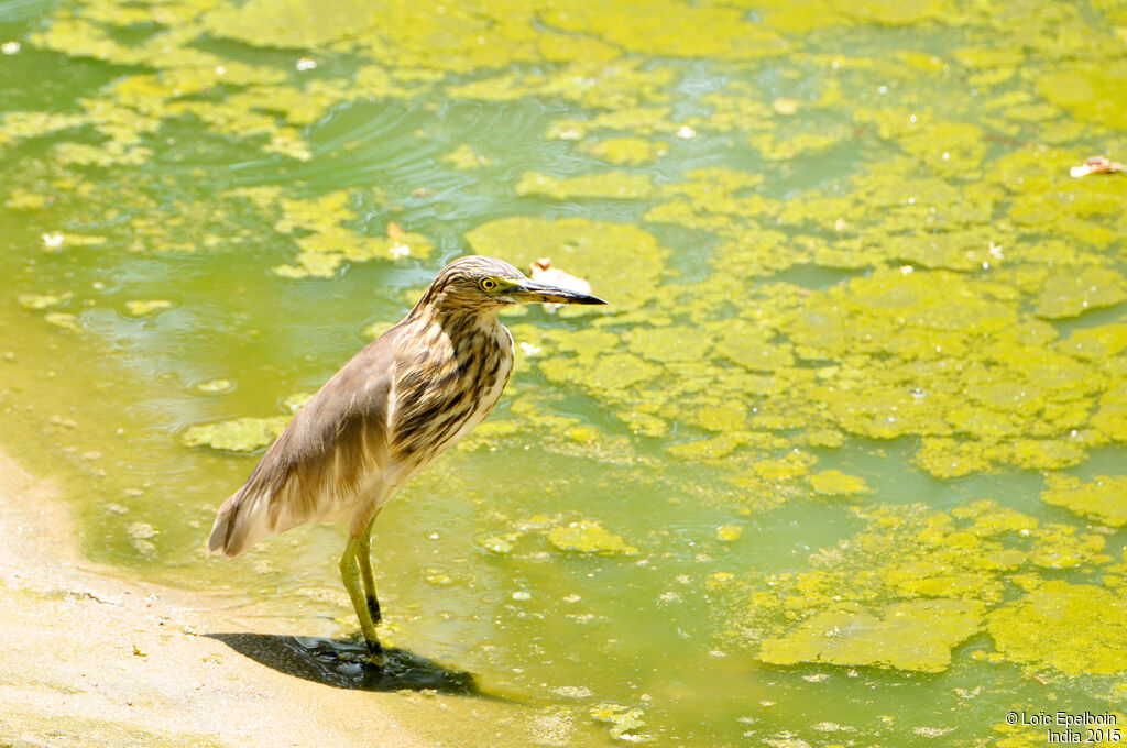 Indian Pond Heron