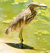 Indian Pond Heron