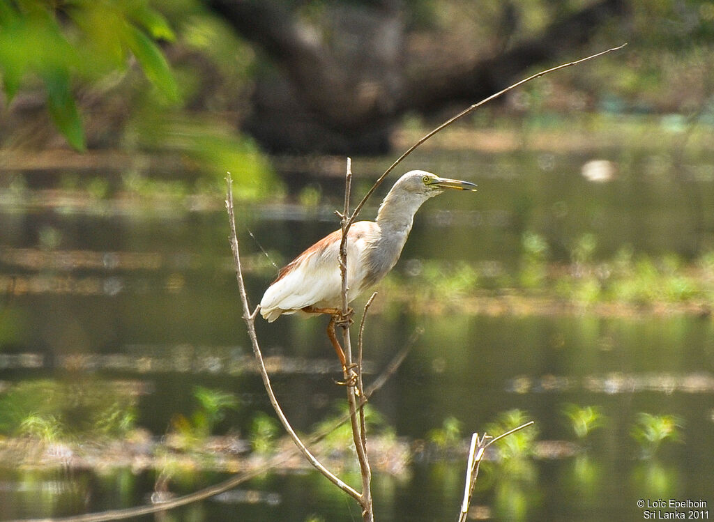 Indian Pond Heron