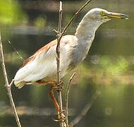 Indian Pond Heron