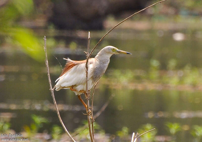 Indian Pond Heronadult breeding, identification