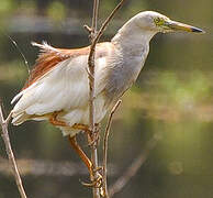 Indian Pond Heron