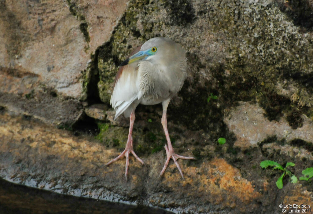 Indian Pond Heron