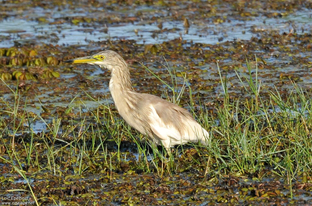 Indian Pond Heronadult transition, identification