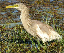 Indian Pond Heron