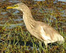 Indian Pond Heron