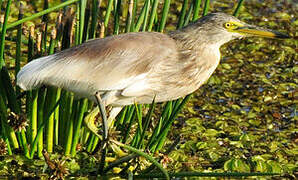 Indian Pond Heron