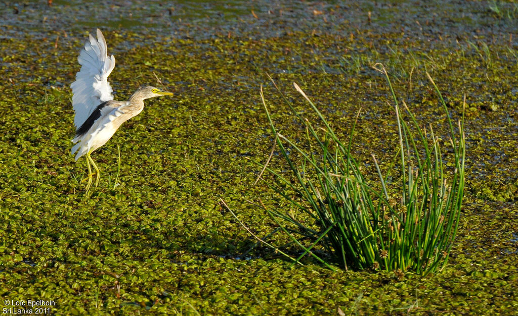 Indian Pond Heron