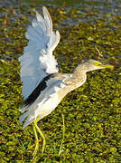 Indian Pond Heron