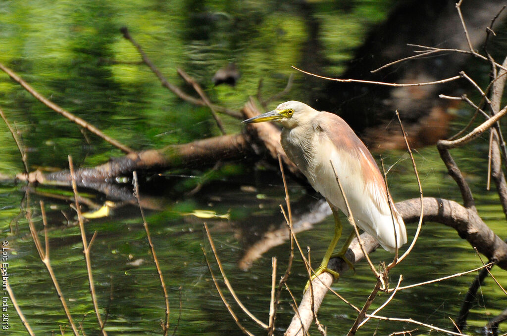 Indian Pond Heron