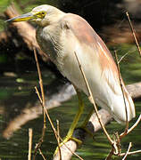 Indian Pond Heron