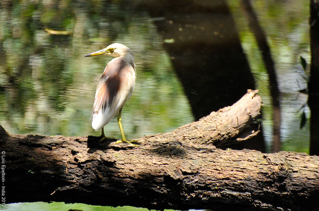 Indian Pond Heron