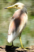 Indian Pond Heron