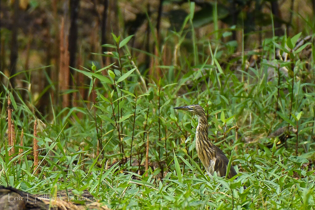 Javan Pond Heron