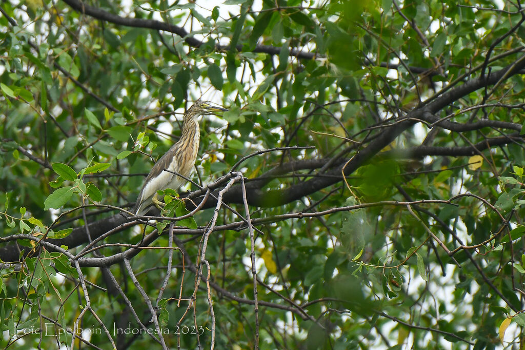 Javan Pond Heron