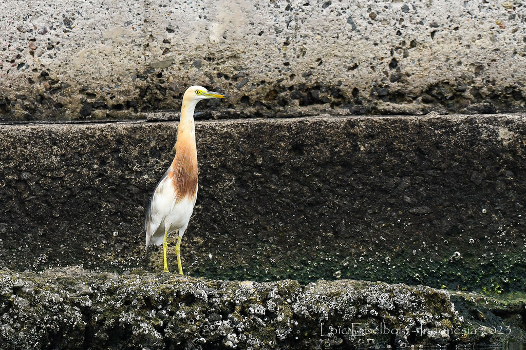 Javan Pond Heron