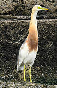 Javan Pond Heron