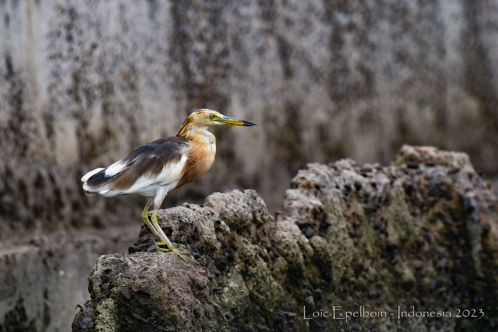 Javan Pond Heron