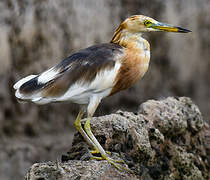 Javan Pond Heron