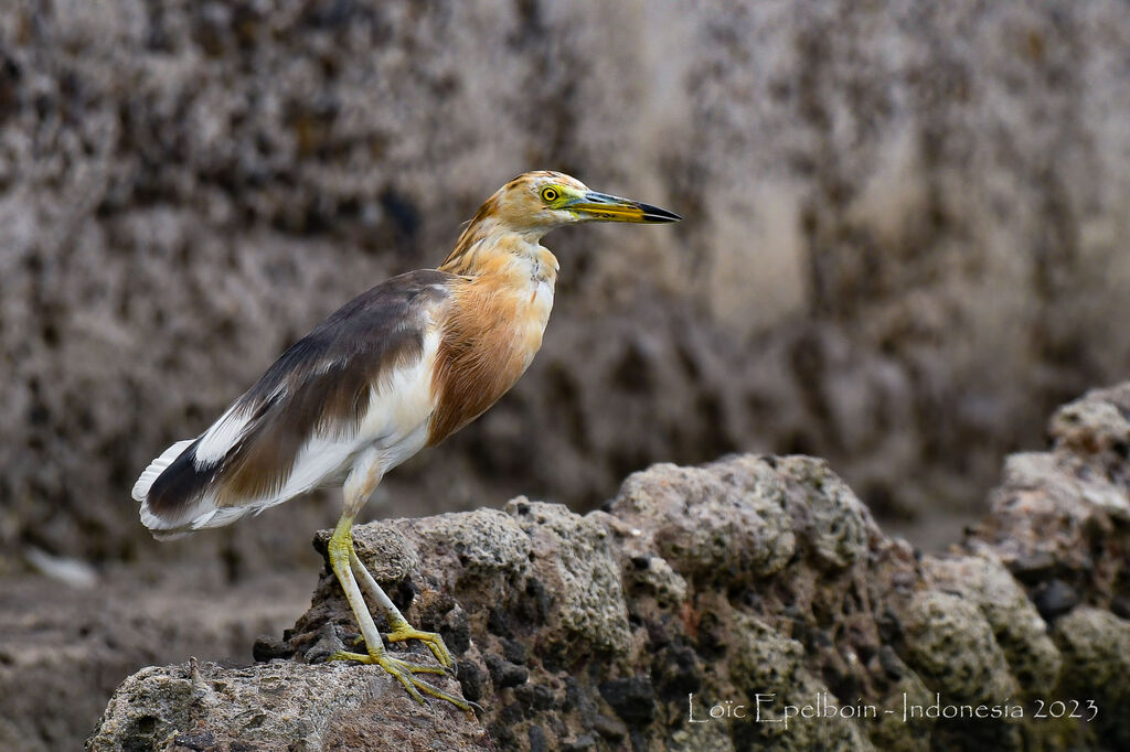 Javan Pond Heron