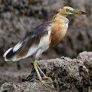 Javan Pond Heron