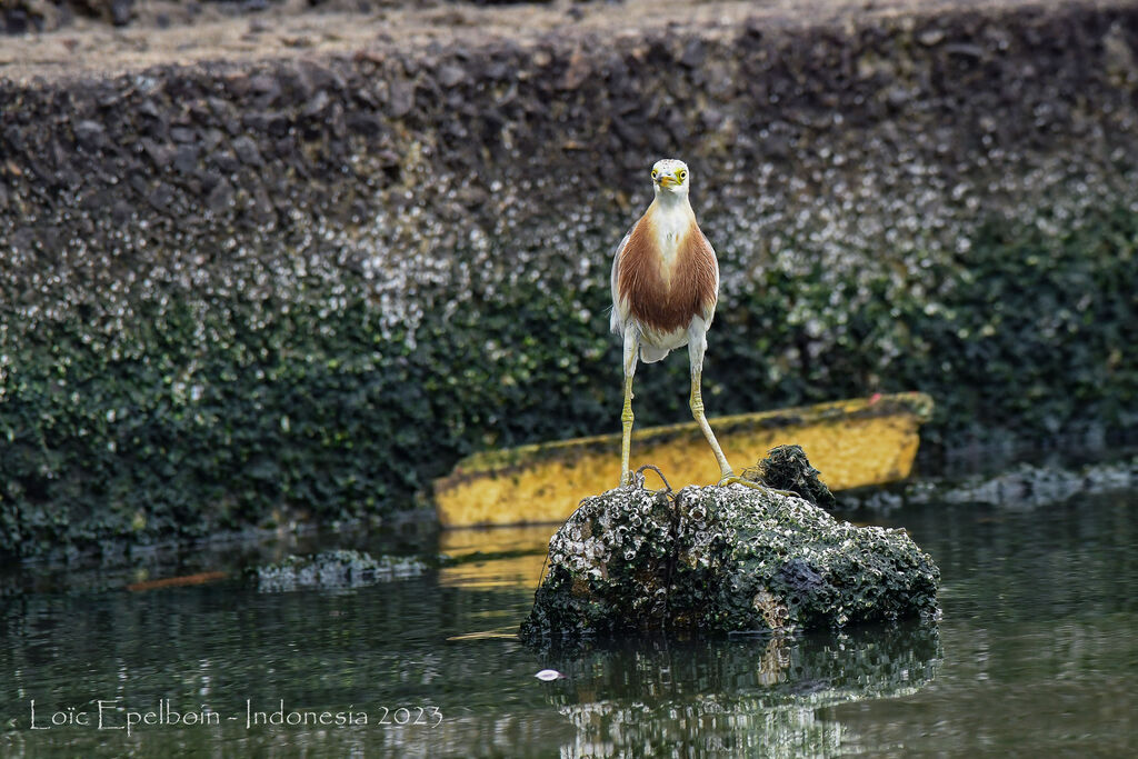 Javan Pond Heron