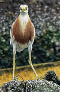 Javan Pond Heron