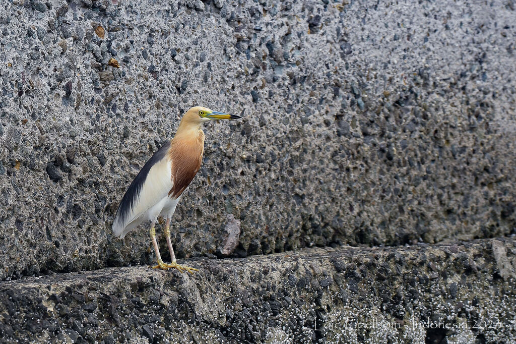 Javan Pond Heron