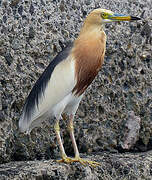 Javan Pond Heron