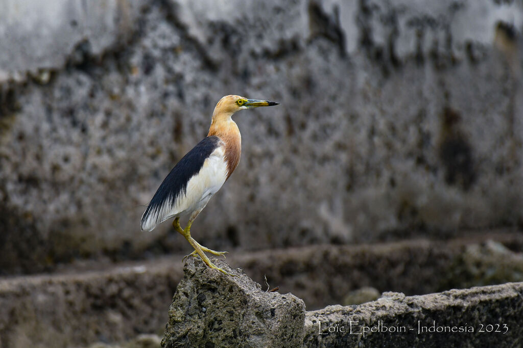 Javan Pond Heron