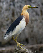 Javan Pond Heron