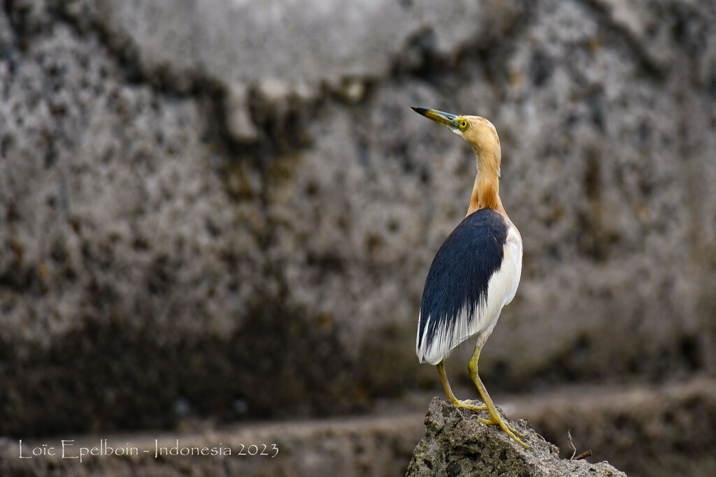 Javan Pond Heron