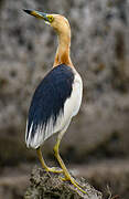 Javan Pond Heron