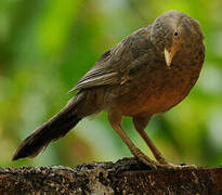 Yellow-billed Babbler