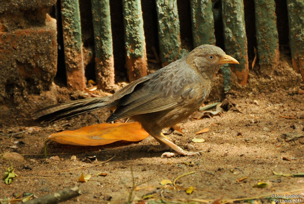 Yellow-billed Babbler