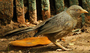 Yellow-billed Babbler