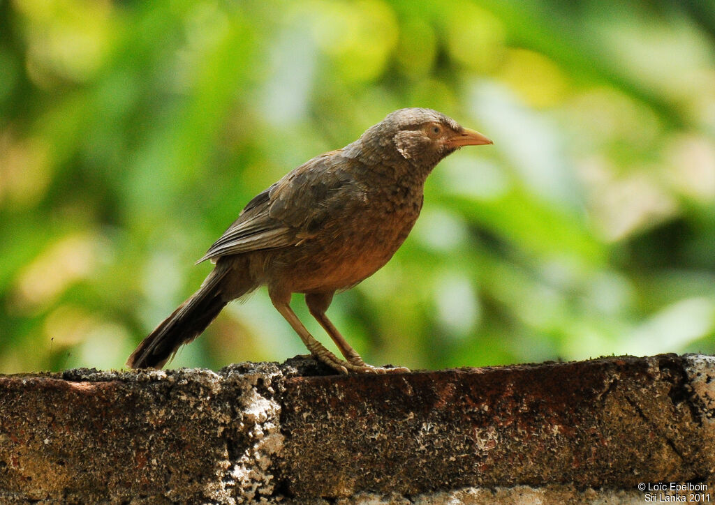 Yellow-billed Babbler