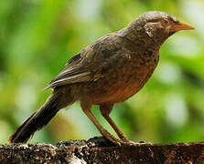 Yellow-billed Babbler