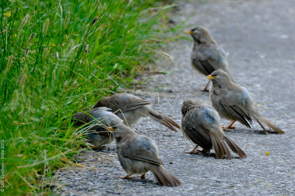 Jungle Babbler