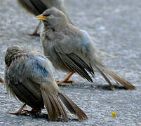 Jungle Babbler