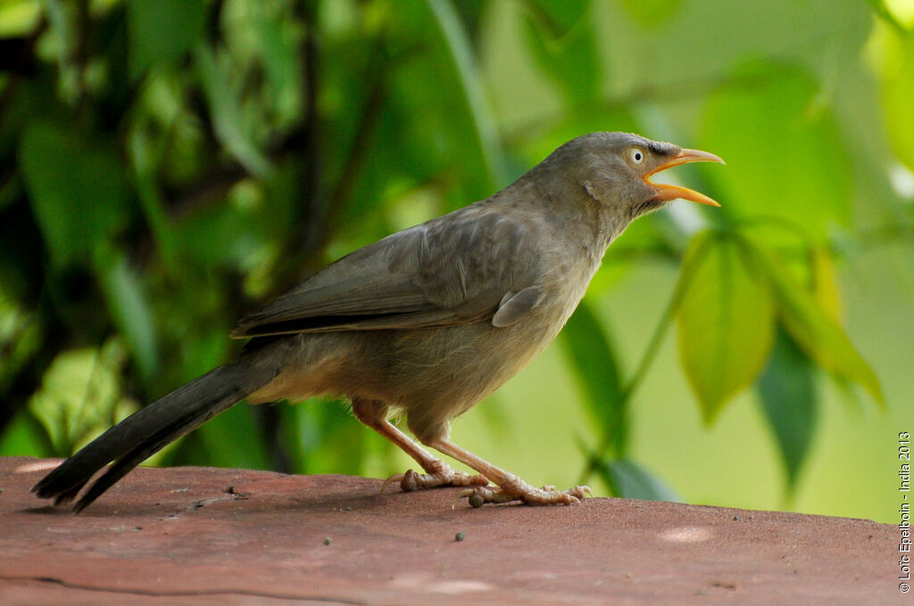 Jungle Babbler