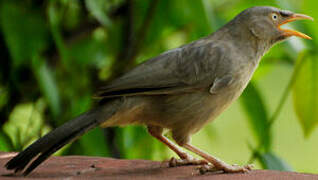 Jungle Babbler