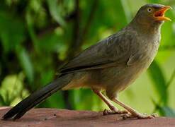 Jungle Babbler