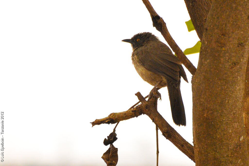 Arrow-marked Babbler