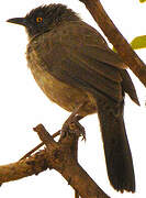 Arrow-marked Babbler