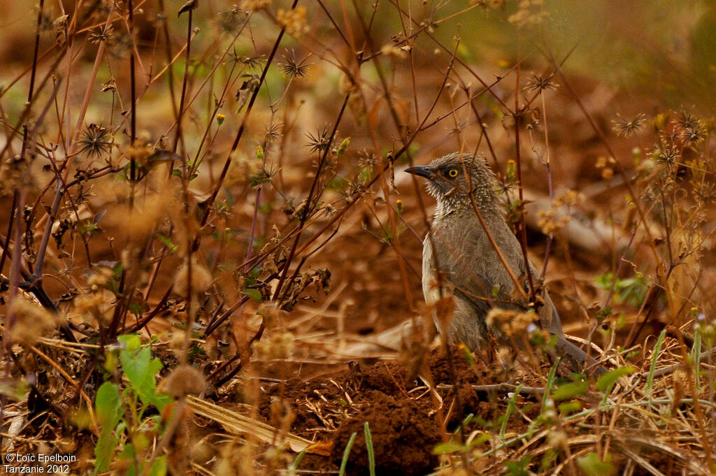 Arrow-marked Babbler