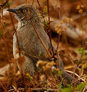 Arrow-marked Babbler